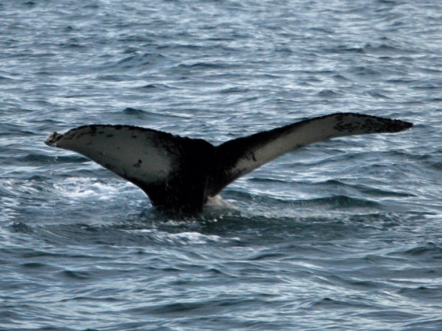 Avistamiento de cetáceos